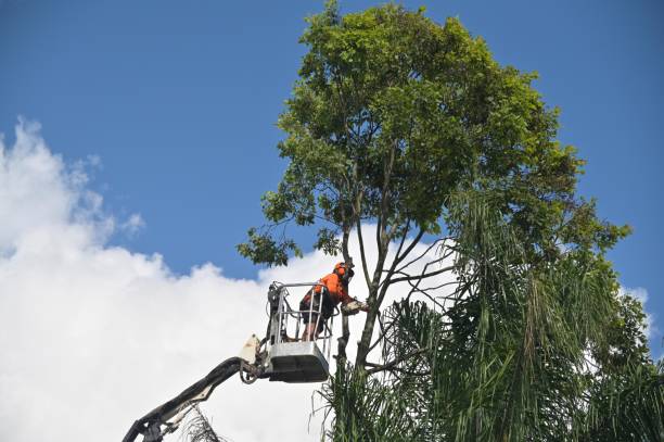 Best Fruit Tree Pruning  in North Gates, NY