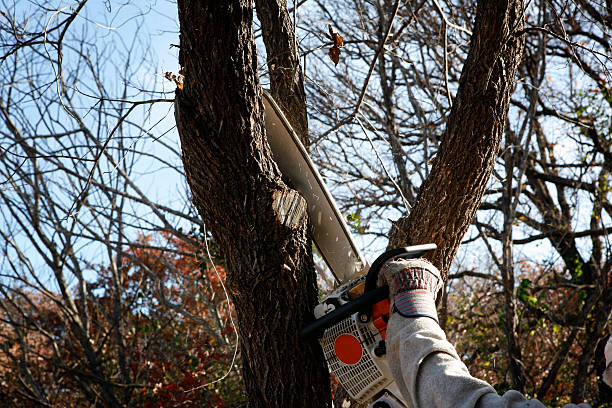 Best Palm Tree Trimming  in North Gates, NY