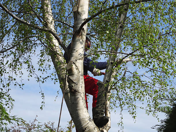 Best Tree Mulching  in North Gates, NY