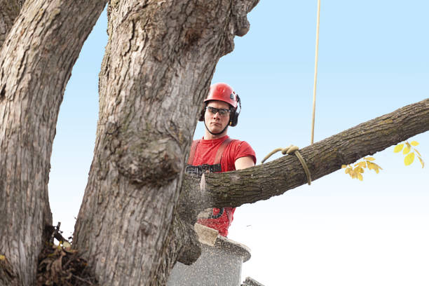 Best Tree Disease Treatment  in North Gates, NY